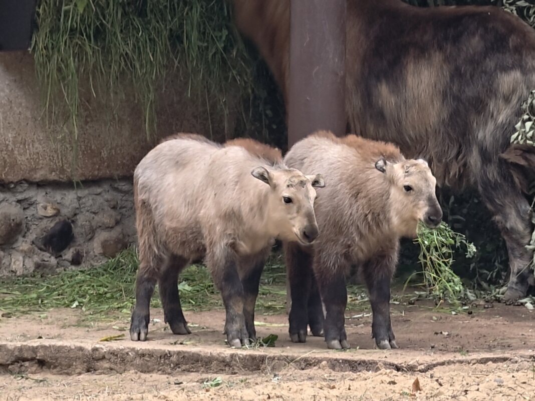 Детеныши такина - <<< Наташа >>>