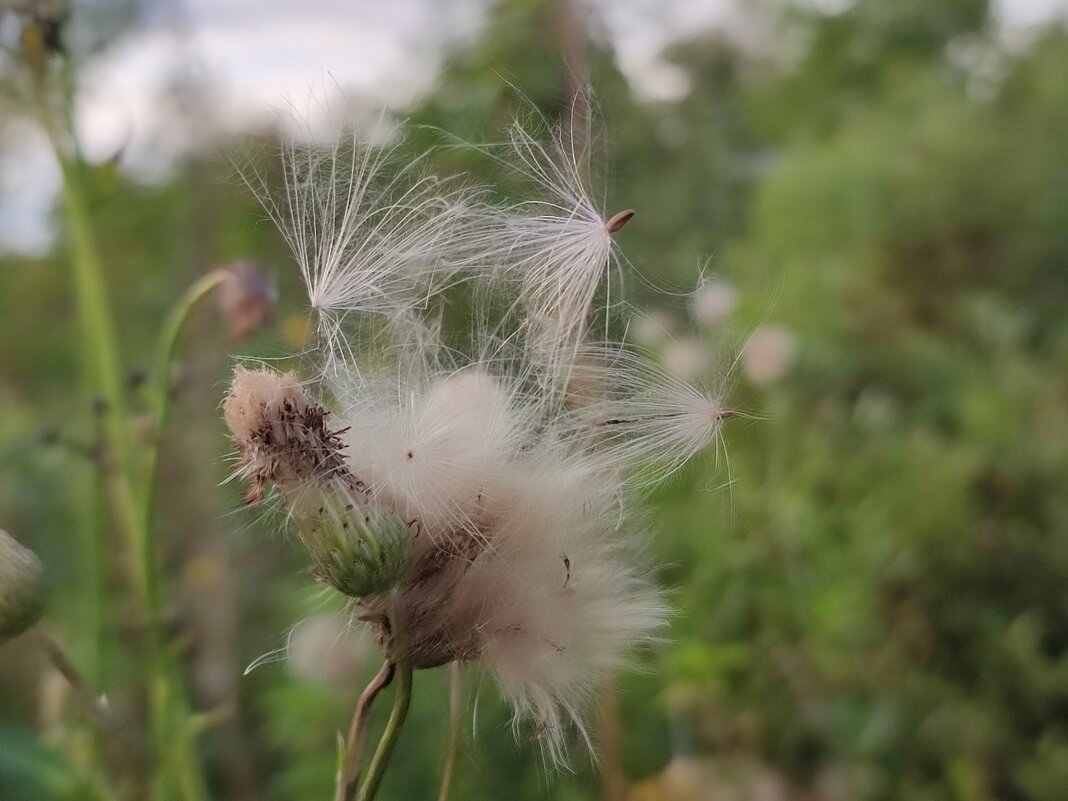 Пух и перья - Валентина Богатко 