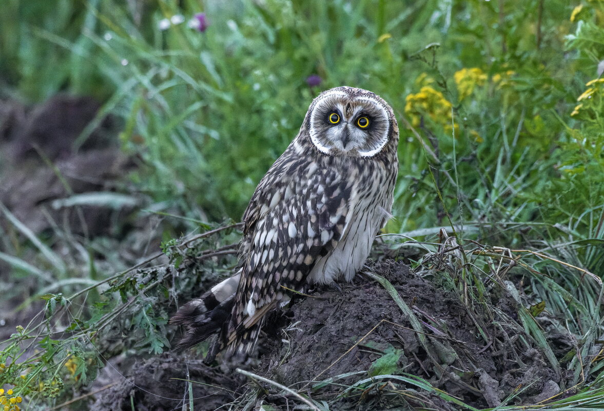 птенец болотной совы - юрий макаров