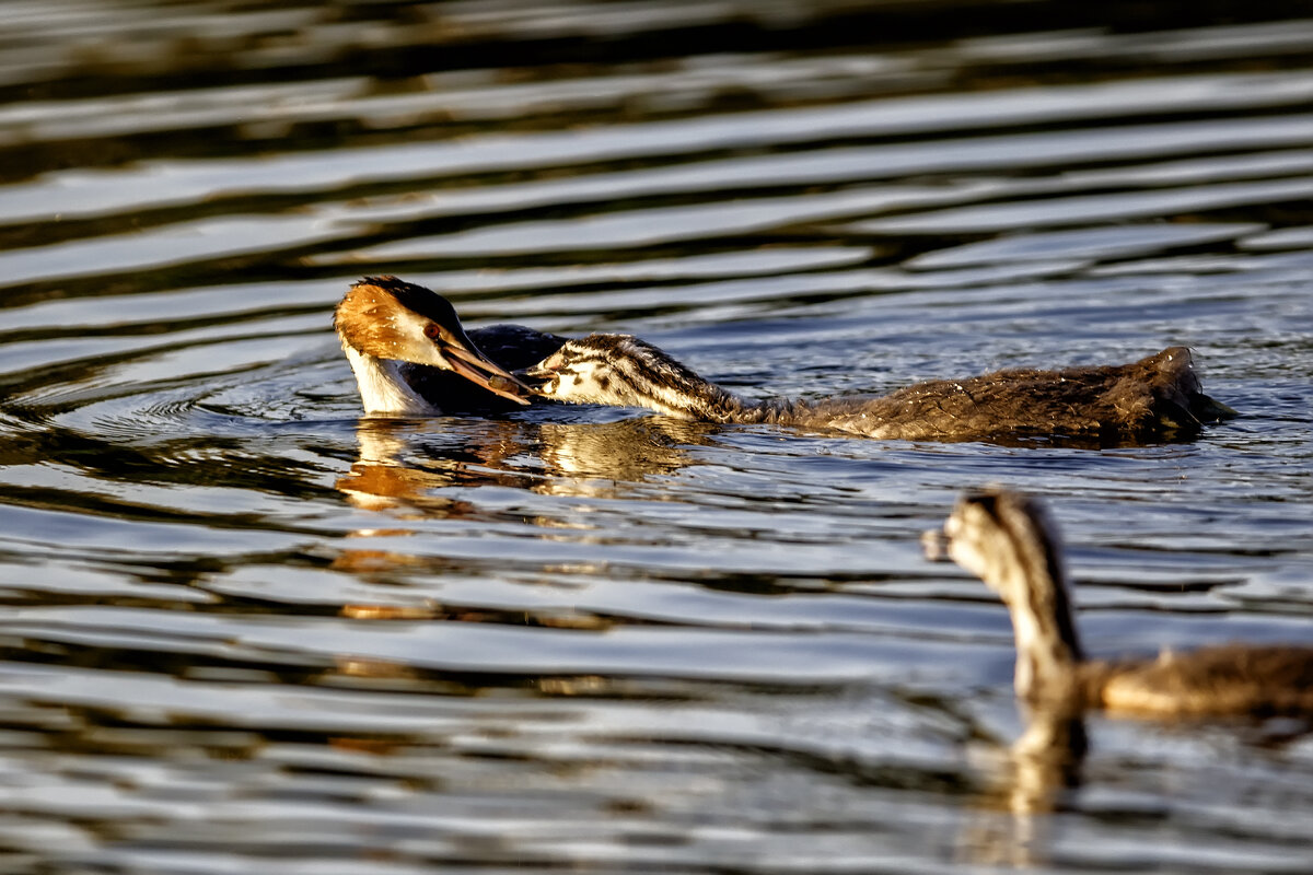 Поел сам, накорми подростка... ) - Павел Myth Буканов