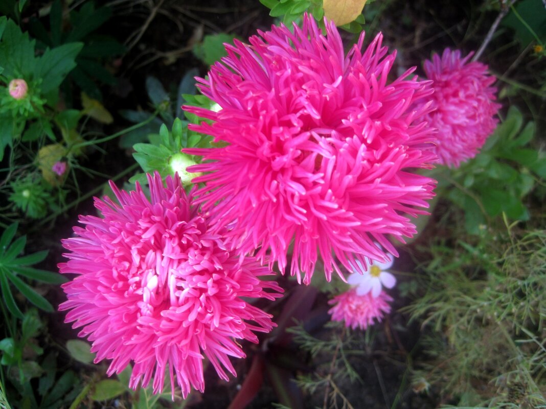 Астры - Елена Семигина