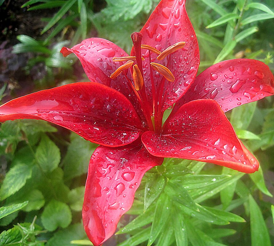 Ли... - Елена Семигина