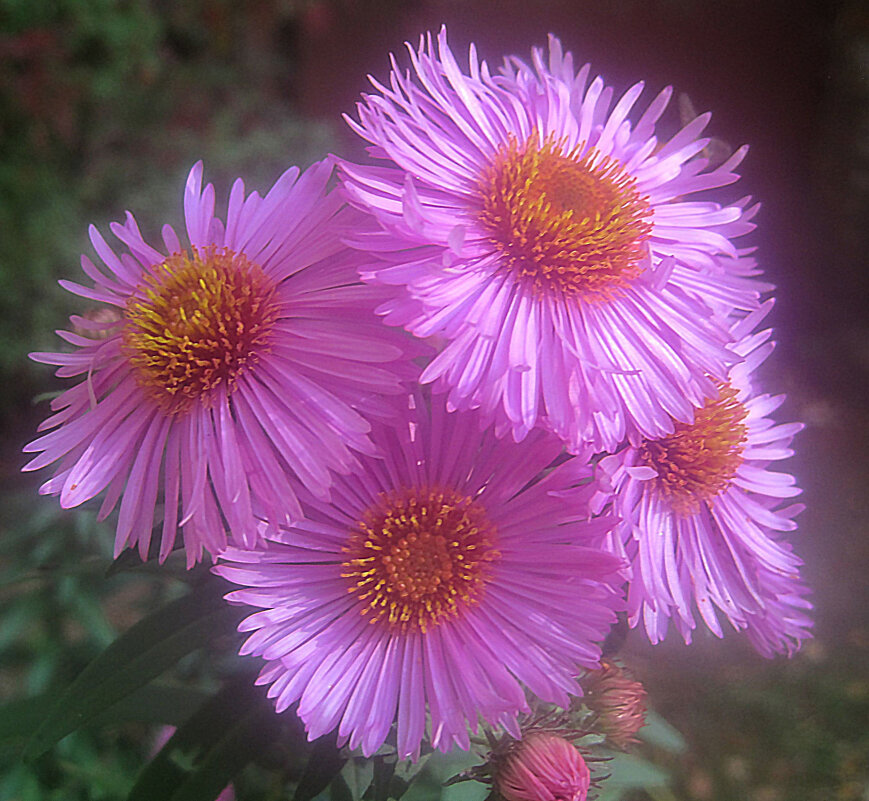 Хризантемы - Елена Семигина