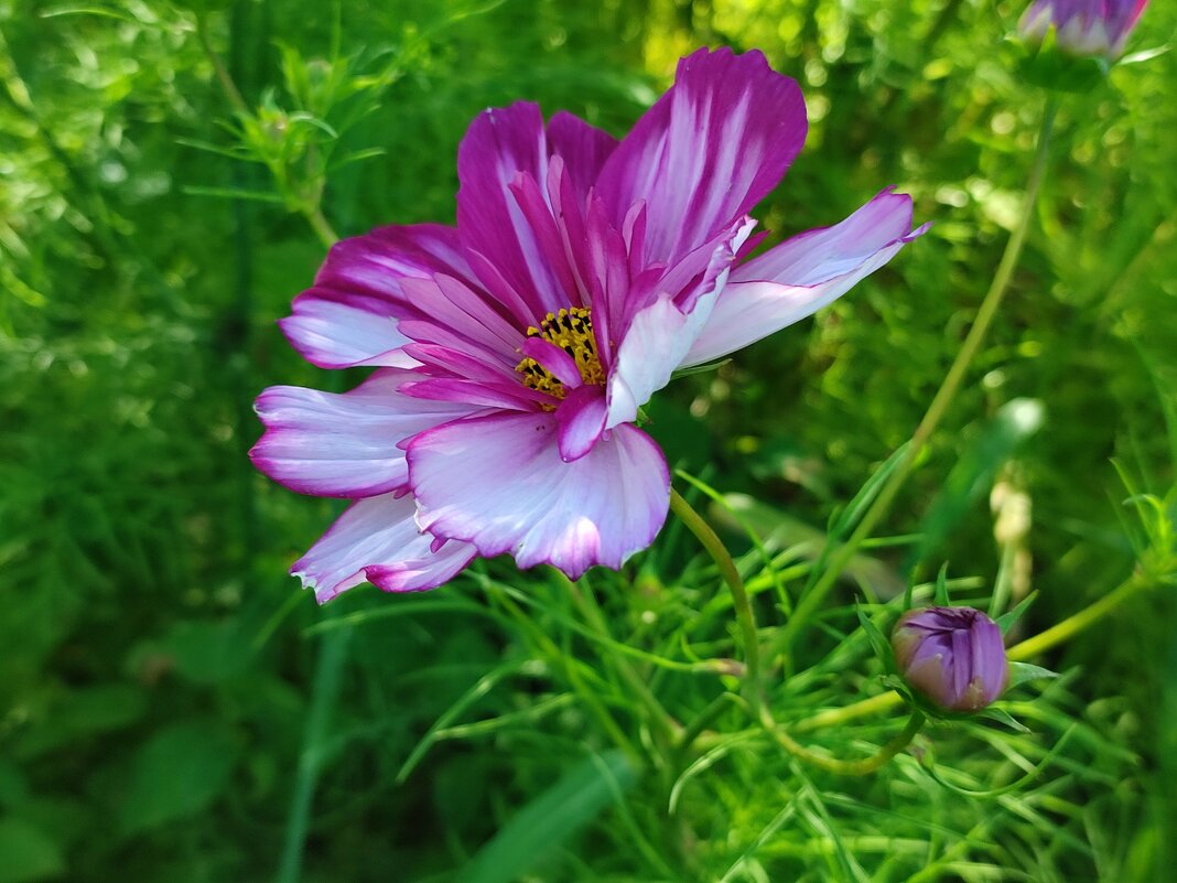 Космея - Валентина Богатко 