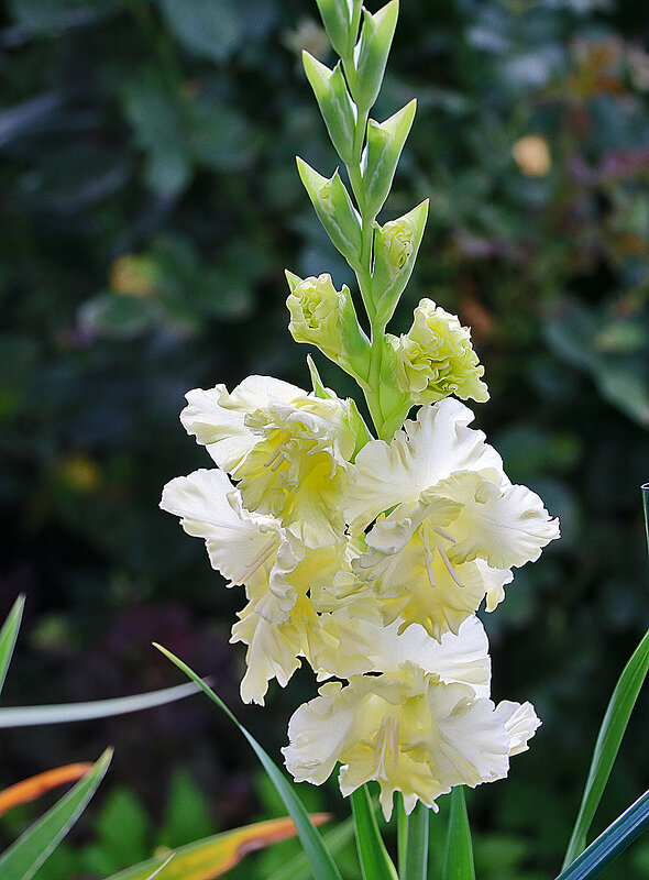 Гладиолус - Светлана 