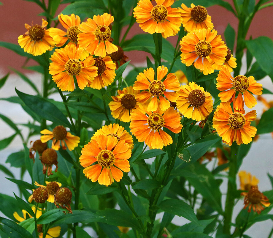 Гелениум гибридный - Светлана 