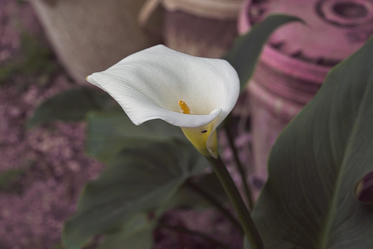 цВеток - ujgcvbif 