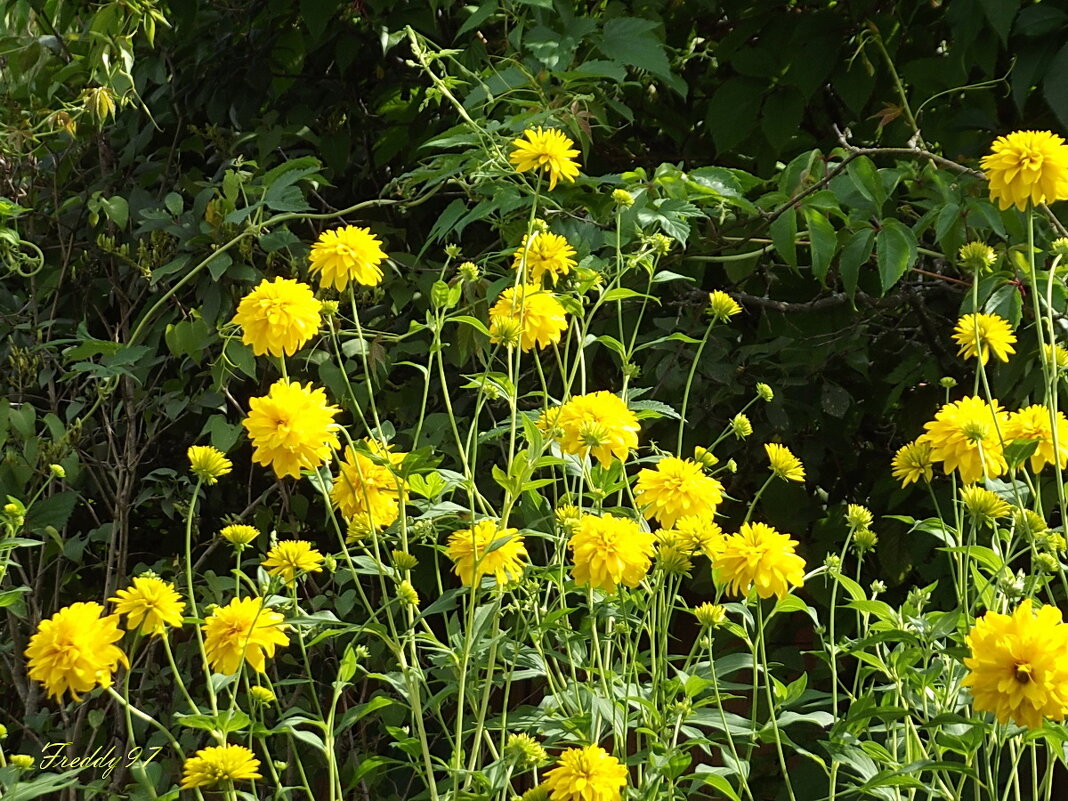 Золотые шары - Freddy 97