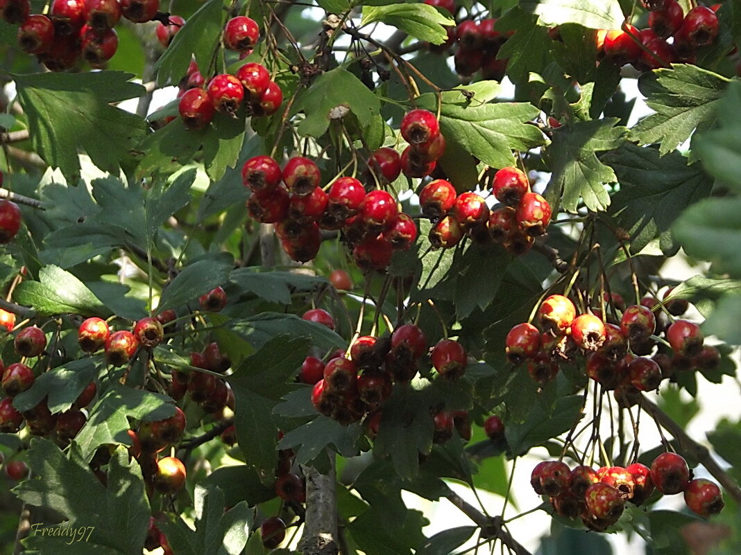 Боярышник - Freddy 97