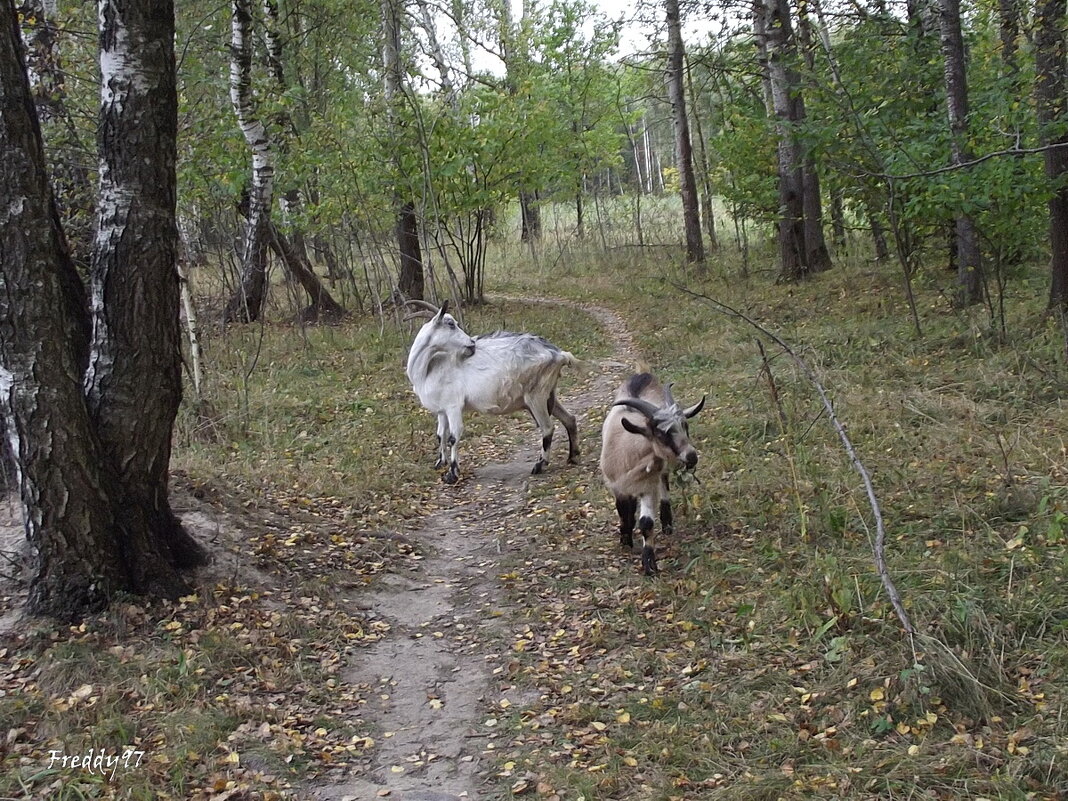 Козлятушки-ребятушки - Freddy 97