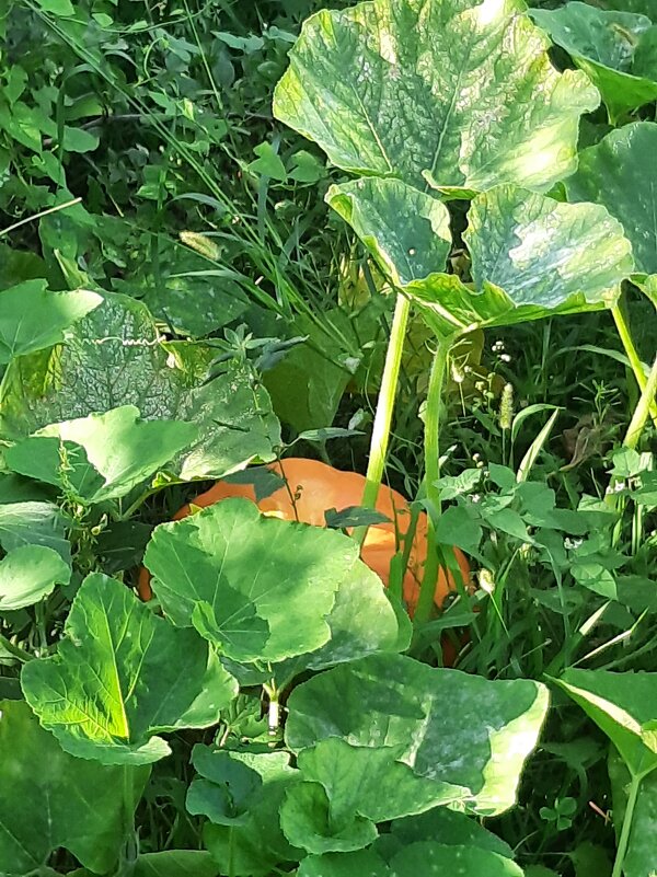 ТЫКВА - Tata Wolf