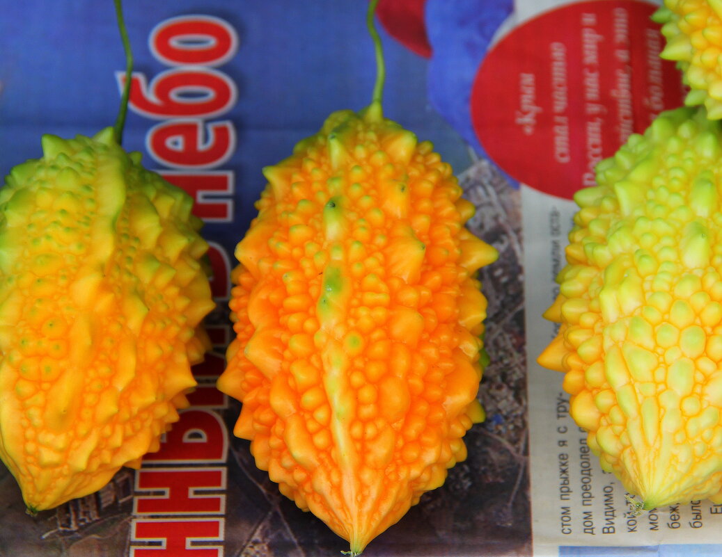 Момордика харанция - Vlad Сергиевич