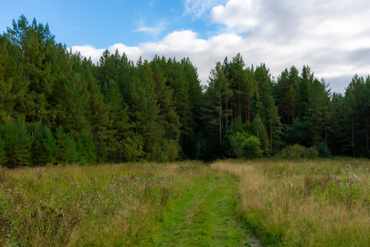 лесная дорога - Владимир VS