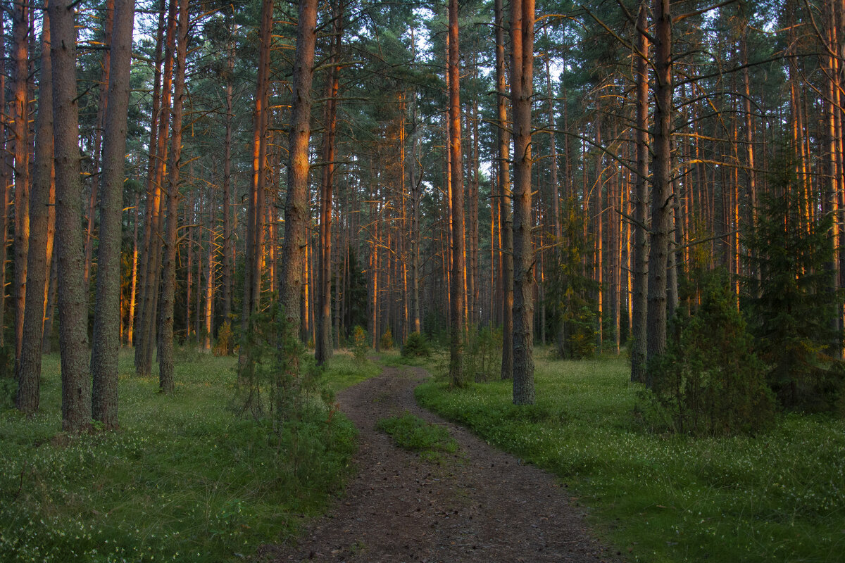 Лес на закате - Михаил Онипенко