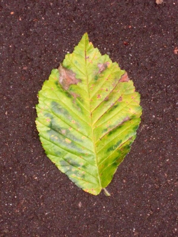 Осенний листик - Дмитрий Никитин