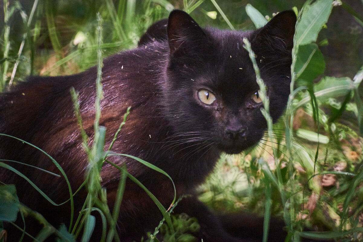 Багира - Александр Леонов