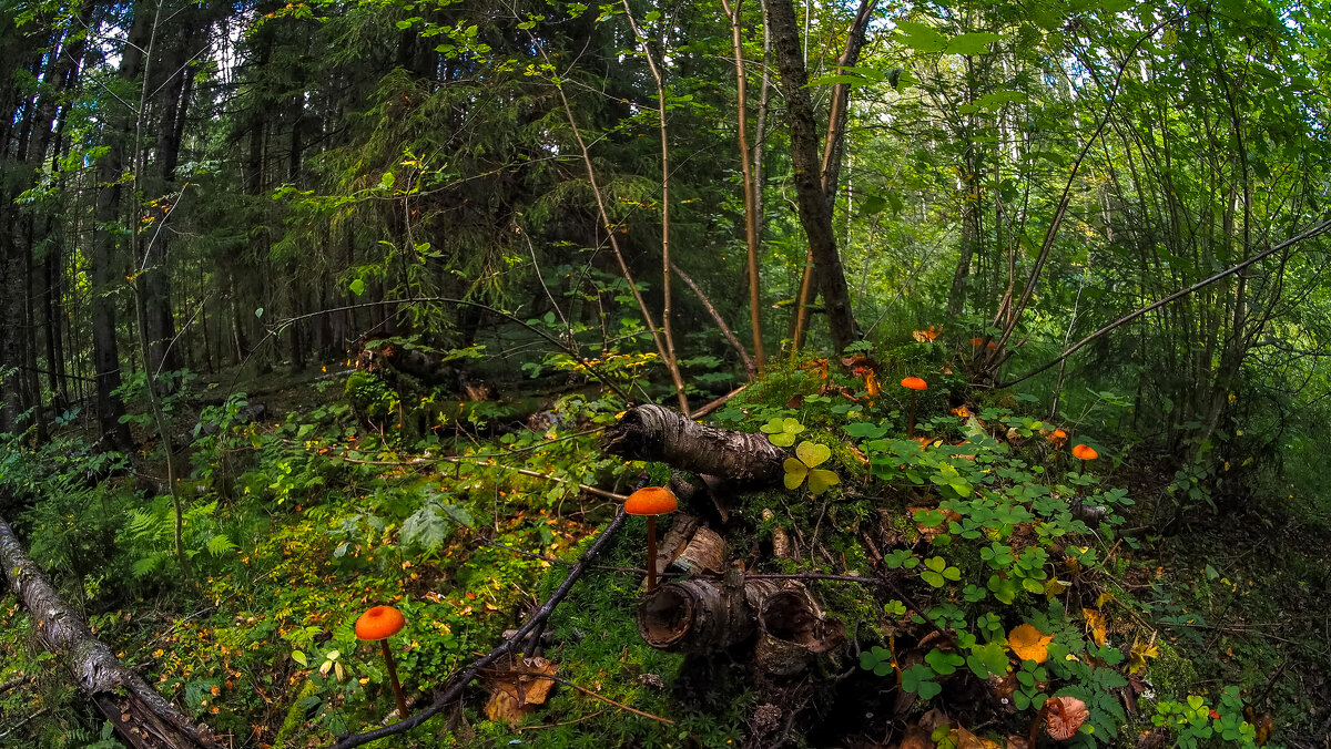 По Лесным Дорожкам - юрий поляков