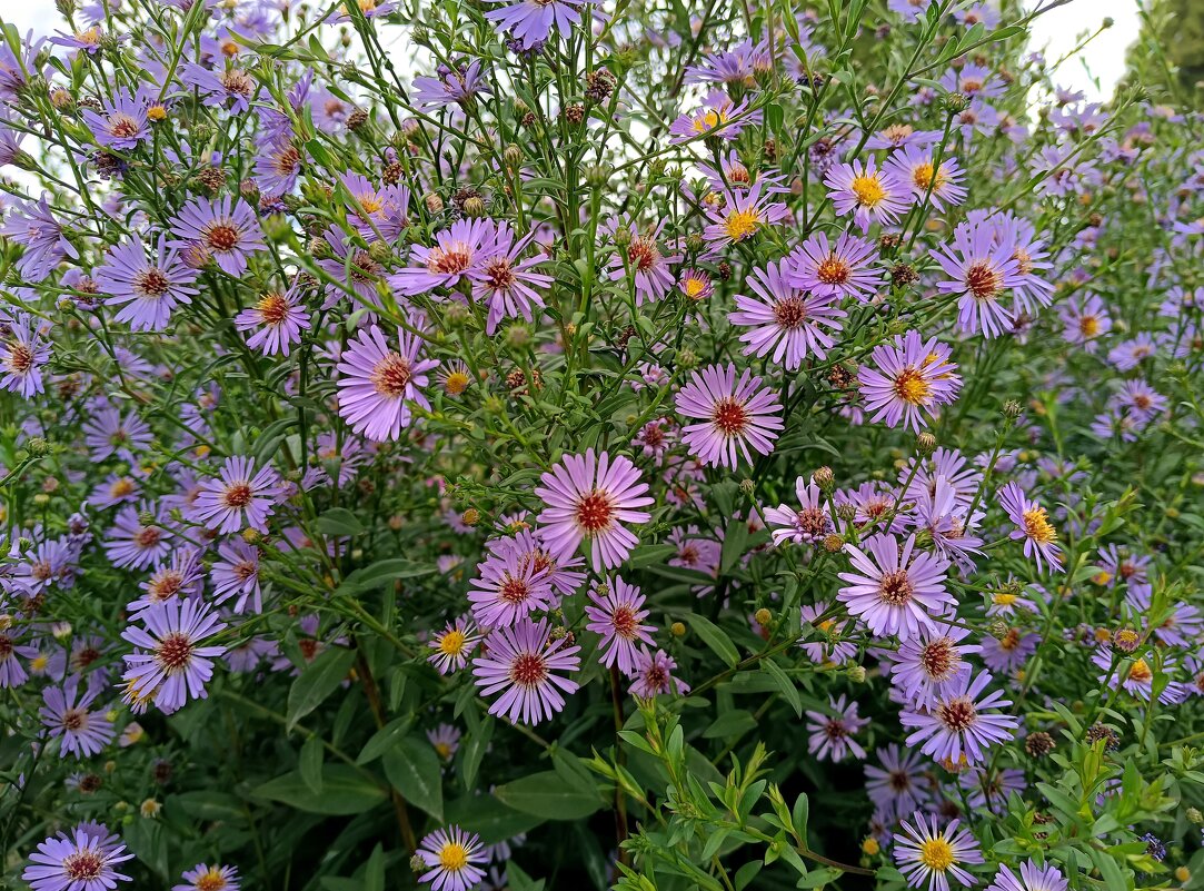 Августовские сентябринки - Мария Васильева