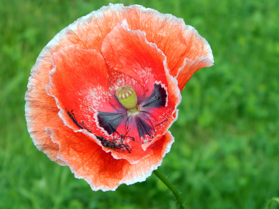 Мак - Наталья 