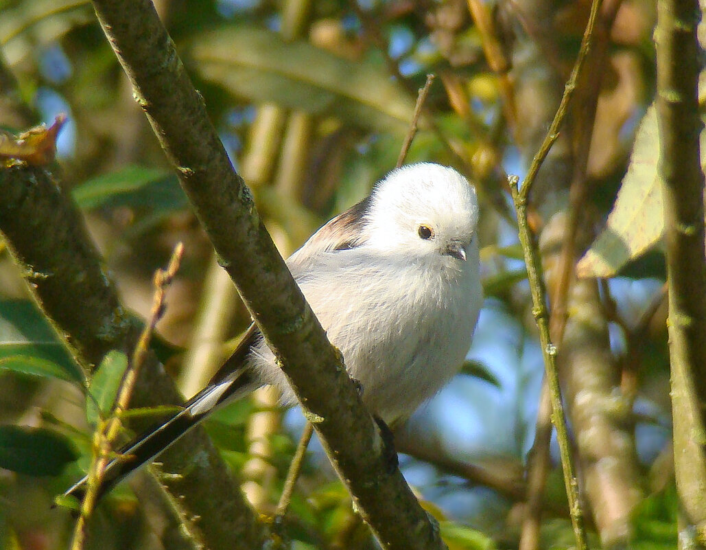 ополовник - gawrilа - dan