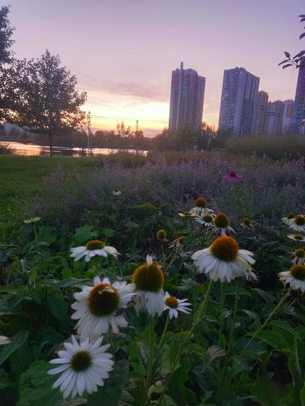 Эхинацея - Сапсан 