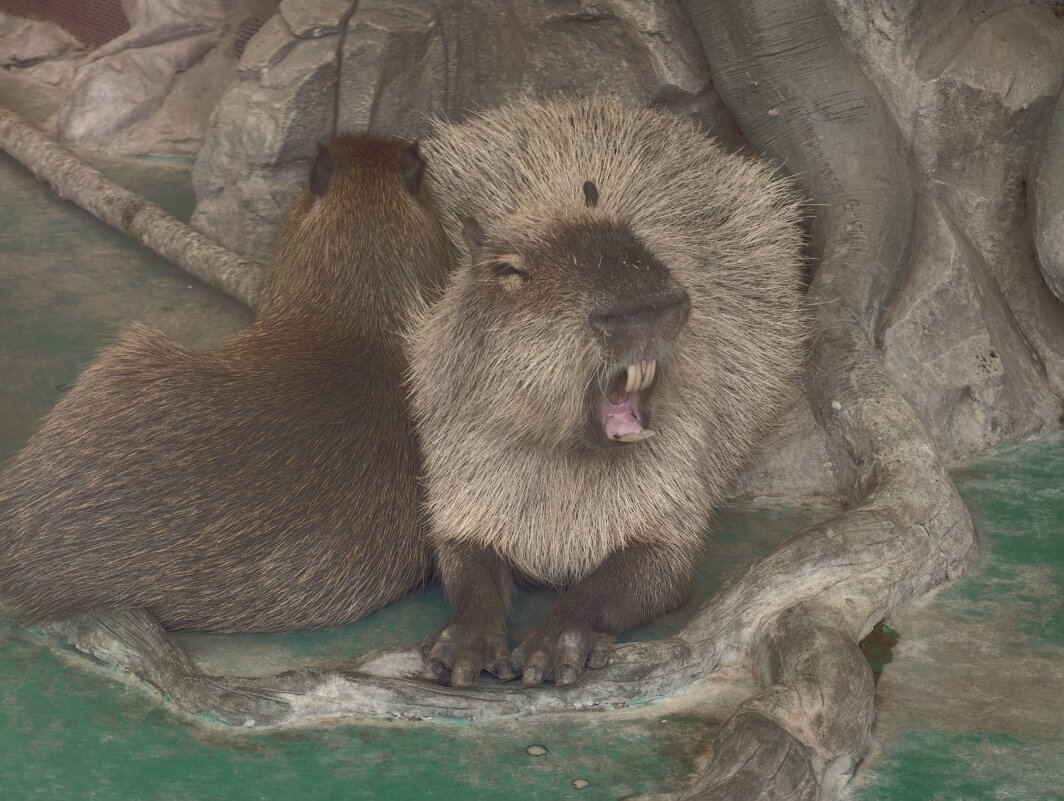 Капибары - <<< Наташа >>>