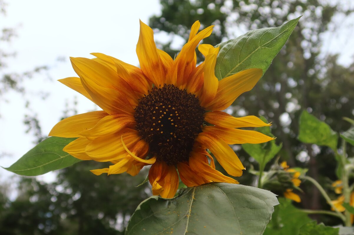 Сентябрьский подсолнух - Дмитрий И_