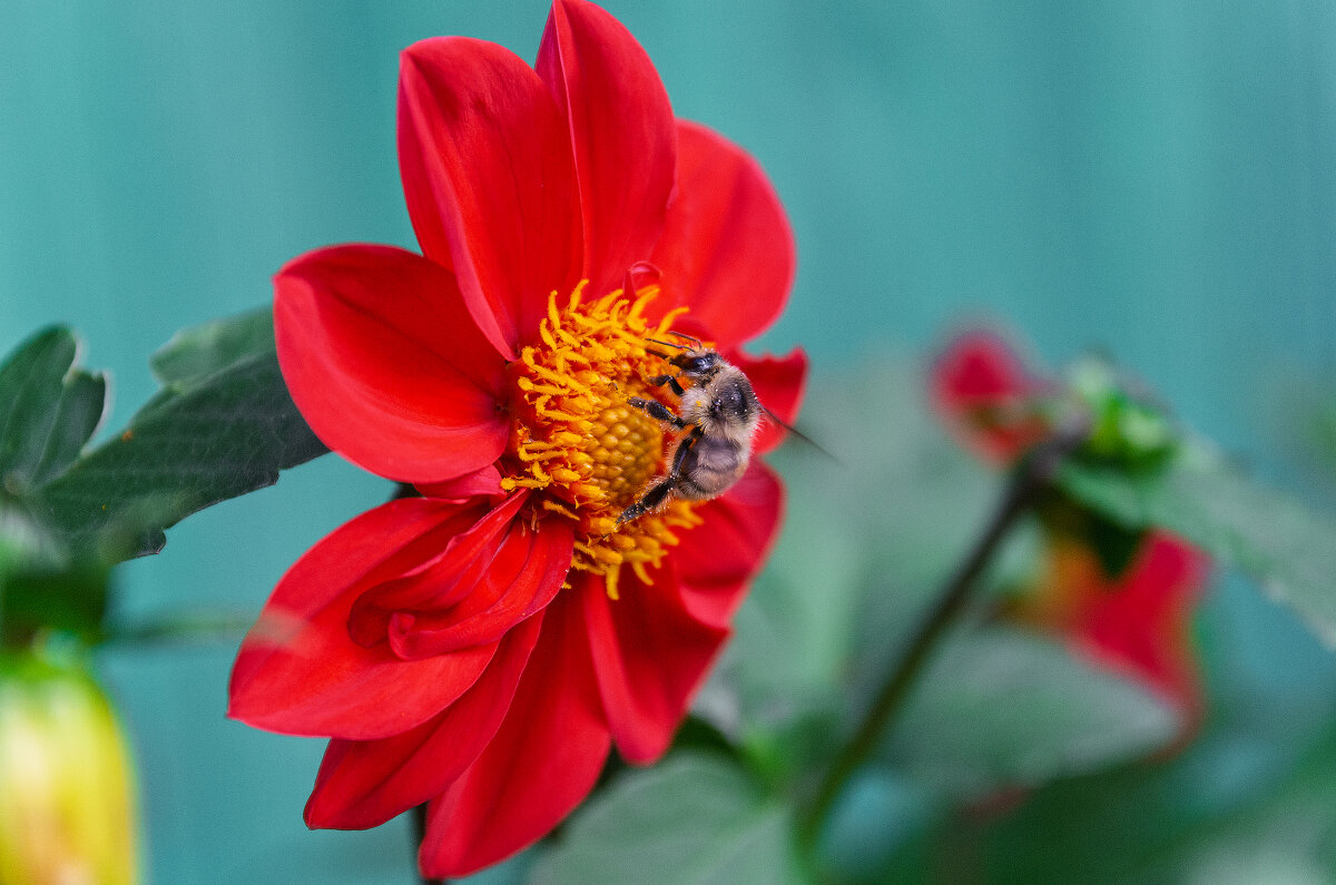 *** - Виктор Иванович Чернюк *** - Виктор Иванович Чернюк