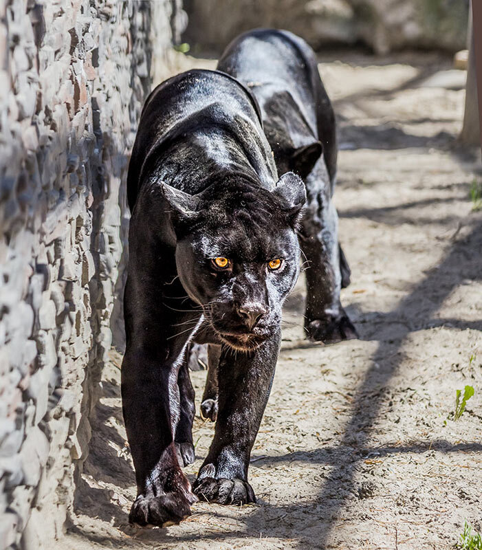 Чёрный ягуар - SanSan 