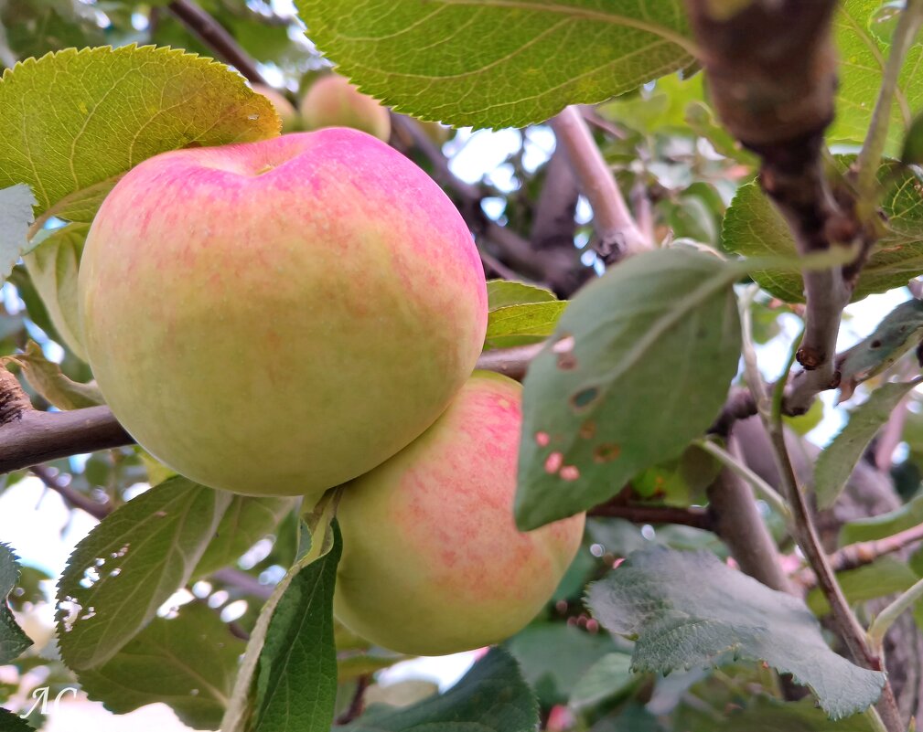«Осень-припасиха» - Любовь Сахарова
