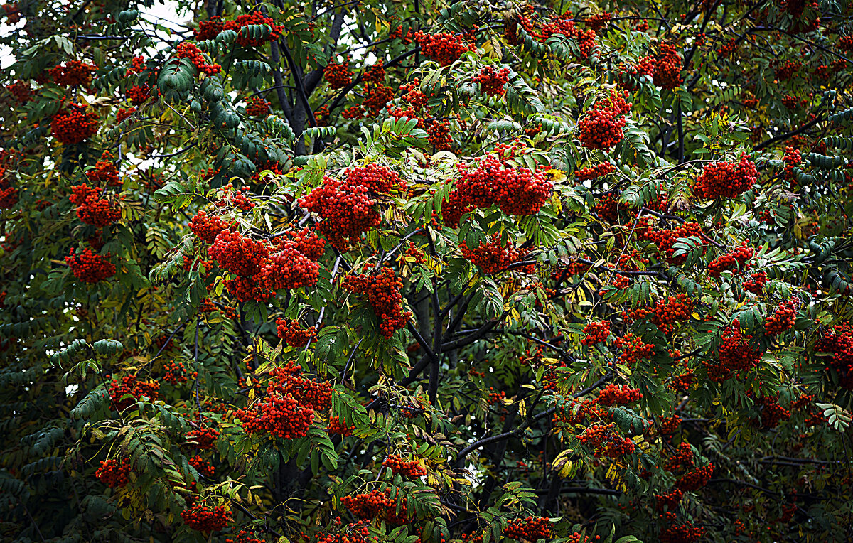 Урожайная рябинушка - Владимир Кроливец Урожайная рябинушка - Владимир Кроливец