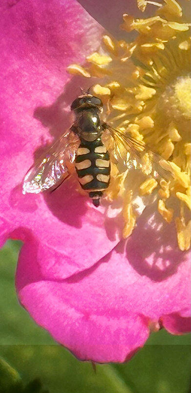 на солнышке - Michel 