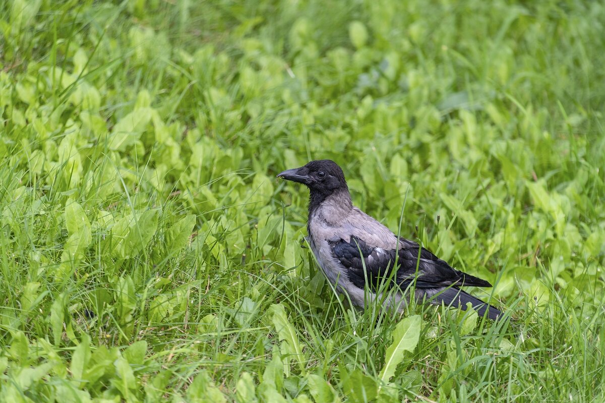 Молодая ворона - Валерий Иванович