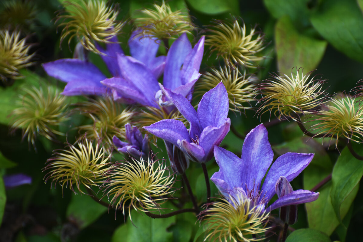 Лето в Ботаническом... Август. - Наташа *****