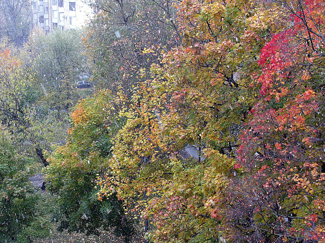 Осень. - Владимир Драгунский