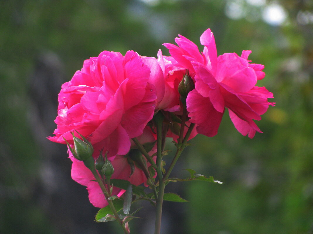 Красавицы - Людмила Смородинская