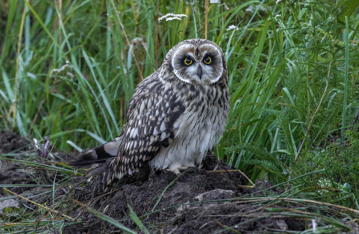 птенец болотной совы - юрий макаров