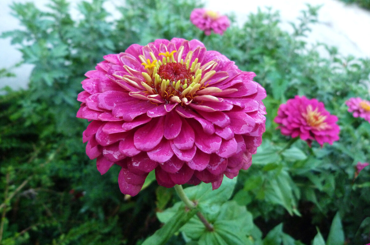 Цветок  Цинии - Валентин Семчишин