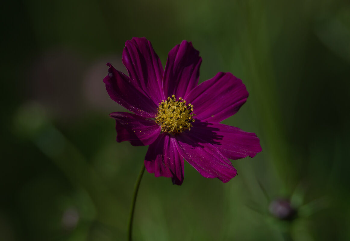 Космея. - Sergey (Apg)