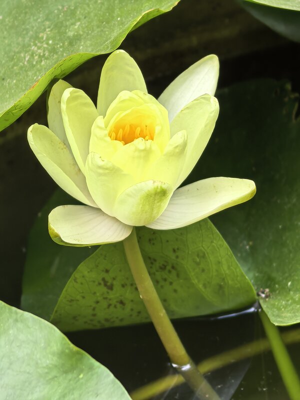 Кувшинка - Татьяна Михайлова