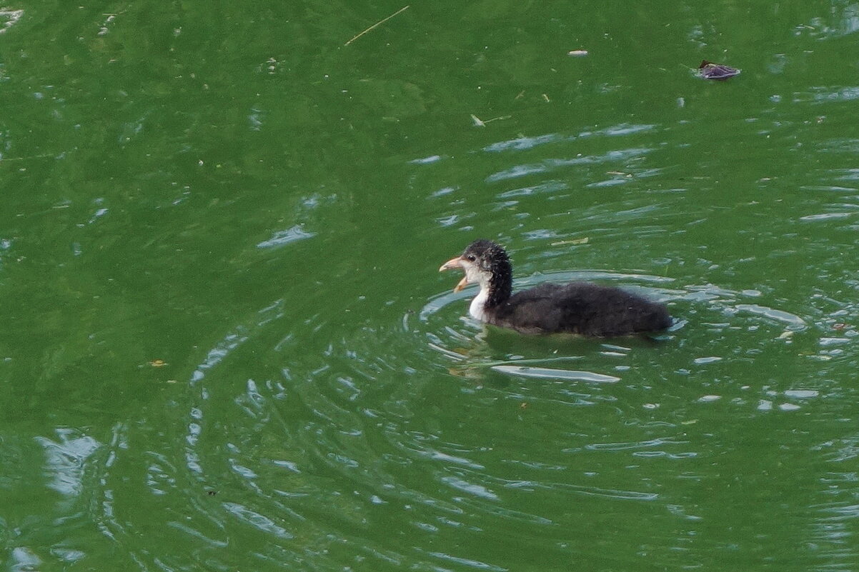 Лысушонок - Рита Симонова