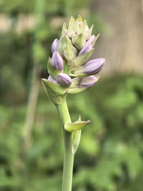 Цветок - Татьяна Михайлова