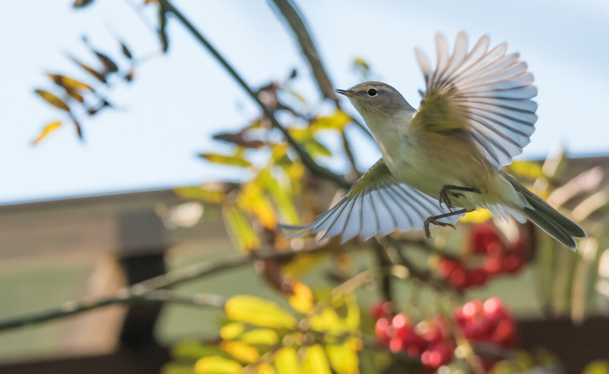 Пеночка теньковка. - Владимир Безбородов