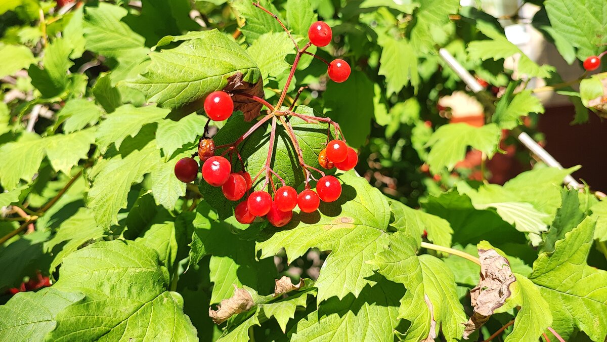 ,,, - Сергей Тимоновский