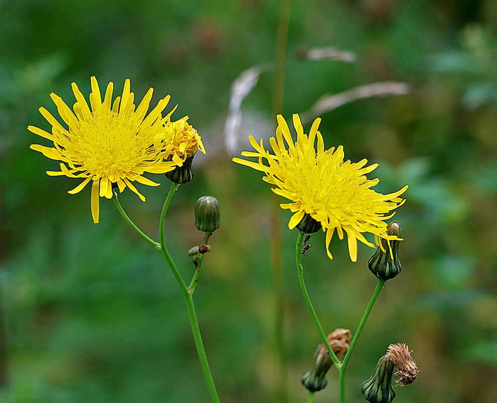 Осенние одуванчики - Светлана 