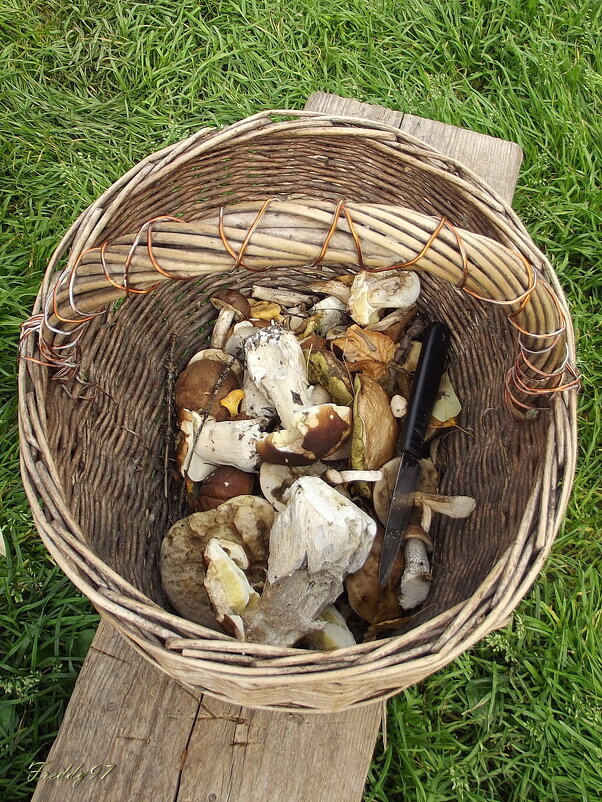 Грибочки - Freddy 97