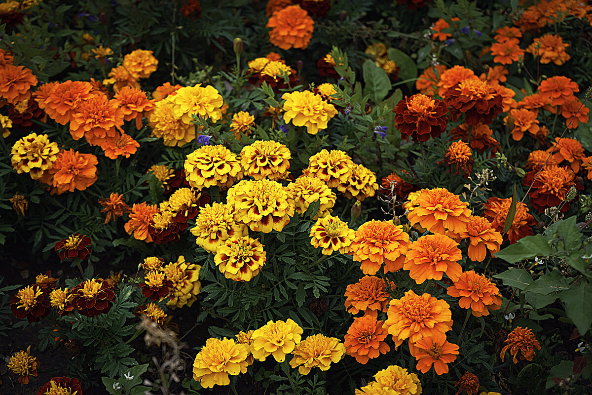 Этюд с цветами - Владимир Кроливец