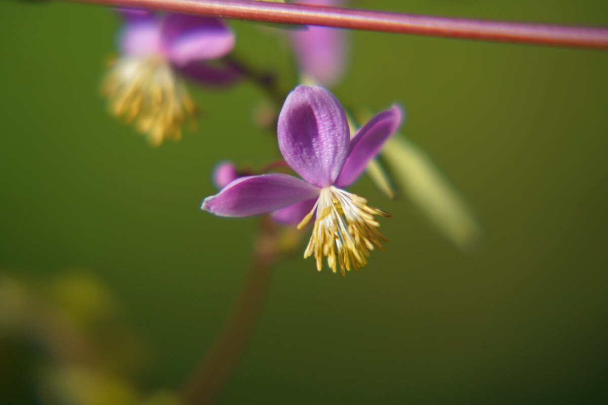 Василистник Делавея - Иван Литвинов