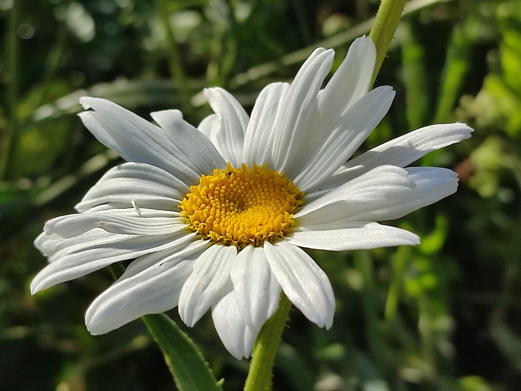 Ромашка сентября - Валентина Богатко 