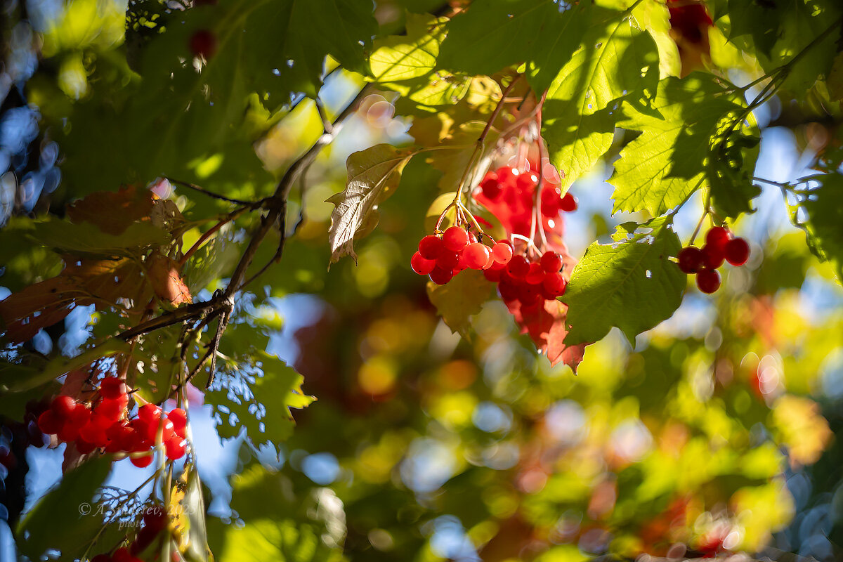 Калина - Александр Синдерёв